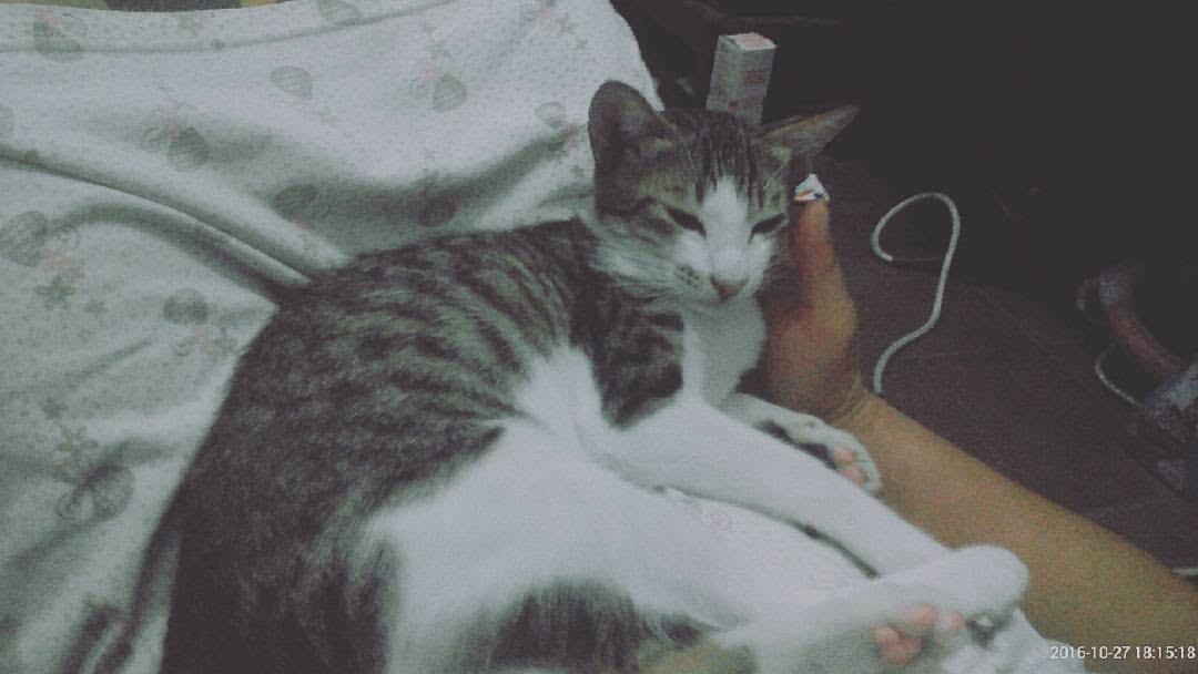 car's sleep